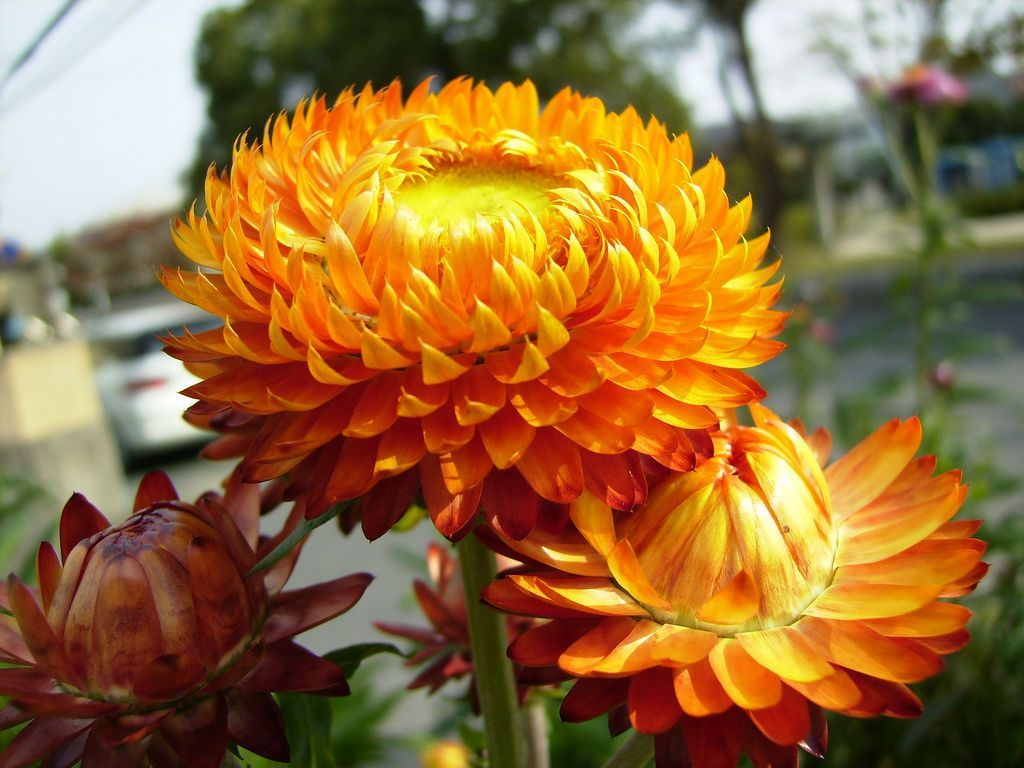 Sự tích hoa bất tử 